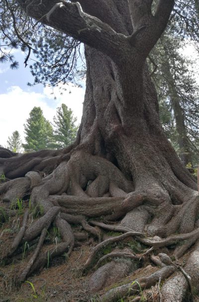 alberi particolari